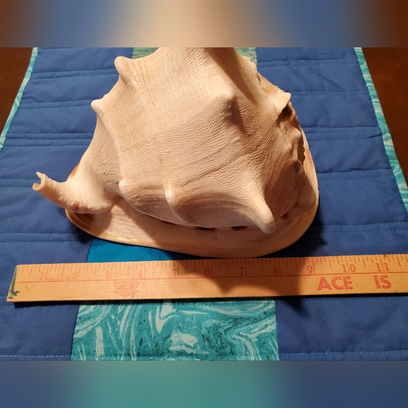 Large Beautiful Natural Conch Shell 9 Inches - Picture 8 of 9
